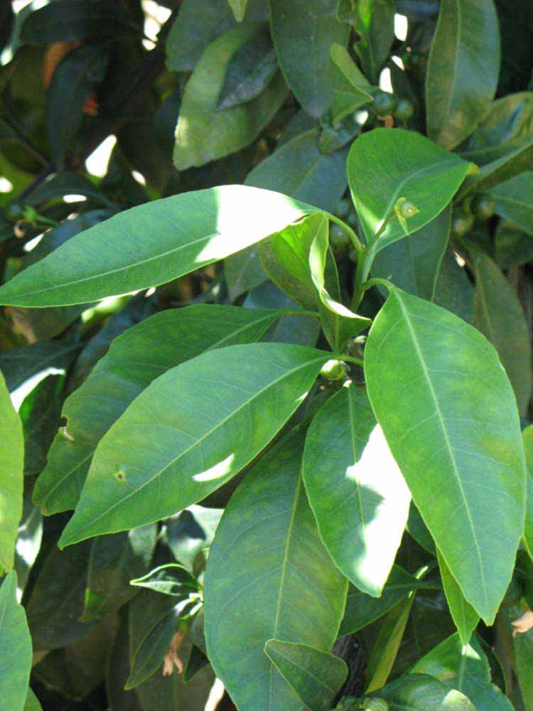              Shade leaves (Riverside, CA)       